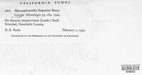 Mycosphaerella sequoiae image